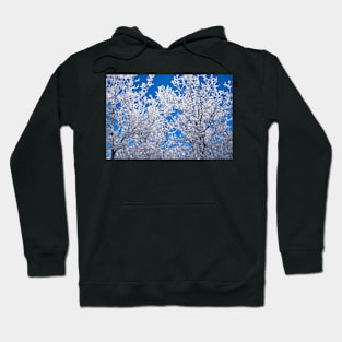 Alberta, Canada winter. Hoodie